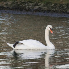 Single swan swimming on the river