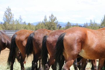 Backsides of brown horses with black tails standing in a row in a field