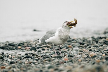 View from the side of a gull struggling to eat a fish