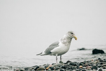 Side view of a sea gull on a rocky beach