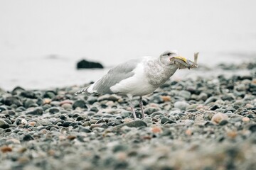 Closeup view of a sea gull eating a flounder at Golden Gardens Park in Seattle, Washington