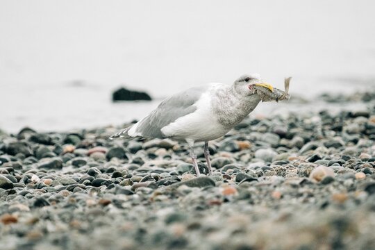 Straight on view of a sea gull eating a flounder