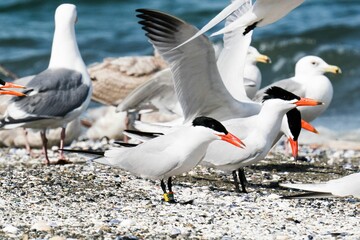 Close-up shot of terns standing on seashore in sunlight - Powered by Adobe