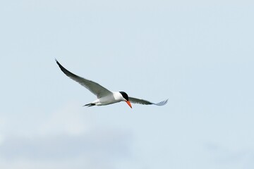 Close-up shot of a tern flying against blue sky - obrazy, fototapety, plakaty