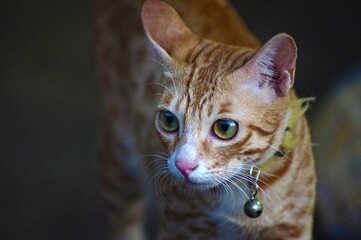Selective focus closeup view of an adorable Arabian mau cat