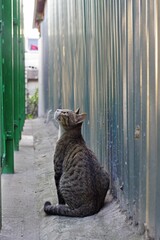 Vertical back view of an adorable Tabby cat in an alley