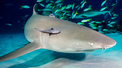 The approach of the lemon shark at night