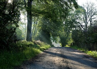 Beautiful view of a pathway in the forest