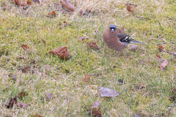 Chaffinch (Fringilla coelebs) belongs to the genus Fringilla and is a species in the finch family - 784366259