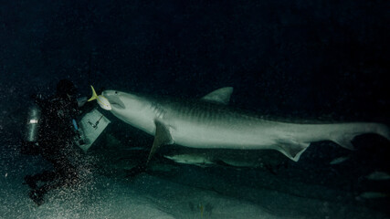 Tiger shark appears hungry at night