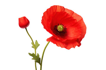 A single bright red poppy flower in full bloom conveys romance and attractiveness. 