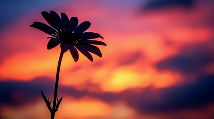  the silhouette of a flower against the backdrop of a colorful sunset sky, with the vibrant hues of the sky contrasting with the delicate silhouette of the flower.