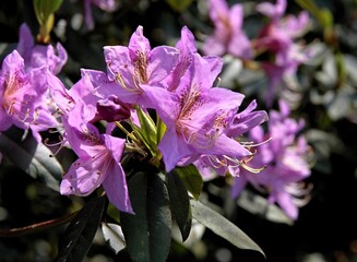 Lila flowers of azalea bush in park at spring - 784366856