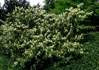 prunis Laurocerasus bush at spring - 784367004