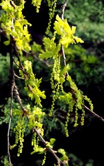 twigs of Quercus Robur Concordia tree with bloom at spring - 784367042