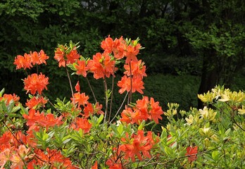 colorful flowers of azalea bush at spring