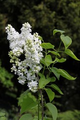 Clusters of fragrant flowers of lilac bush at spring - 784367216