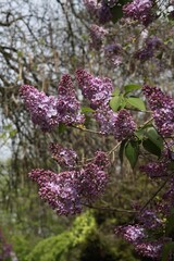 Clusters of fragrant flowers of lilac bush at spring