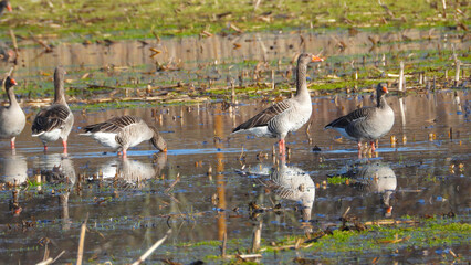 Graugans , Anser anser © Peter Oetelshofen