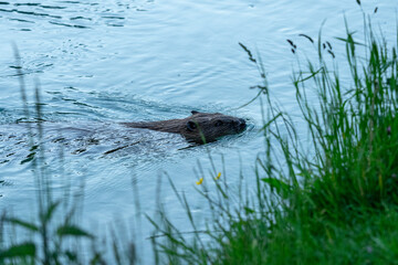 Adult beaver swimming in the blue water with green grass aside