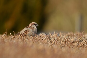 Selective focus shot of house sparrow (passer domesticus)