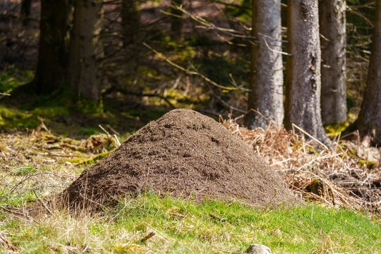 Large anthill in the forest