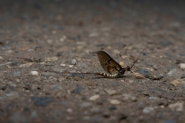 Closeup of a Mayfly on the ground with blurred background - obrazy, fototapety, plakaty