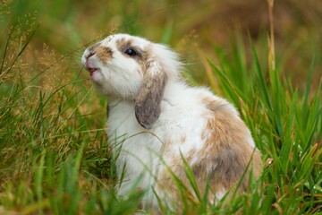 Closeup of a beautiful Holland Lop rabbit in a field with dry grass