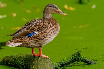 Beautiful duck on a mossy branch in a lake with algae