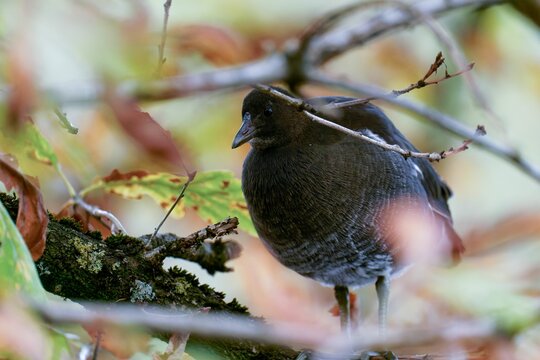 Closeup of a beautiful small black bird behind branches