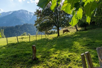 Scenic view of a rural landscape with green nature and a cow grazing grass on a field
