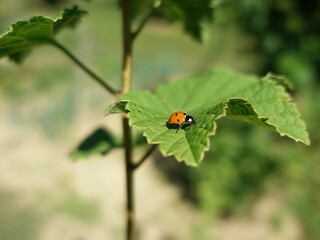 Tiny ladybug on green leaf