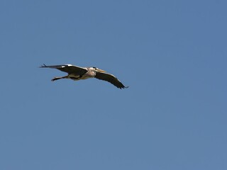 Obraz premium Great heron flying over a sunlit clear sky with open wings