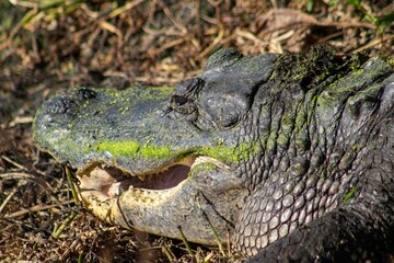 Closeup of an American alligator, Alligator mississippiensis. Brazos Bend State Park, Texas, USA.