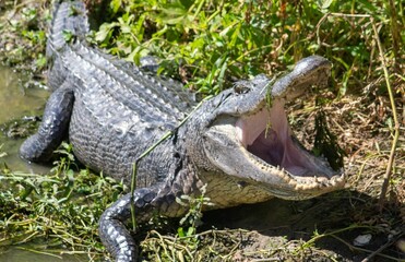 Big and dangerous alligator with an open mouth in Brazos Bend State Park in Texas