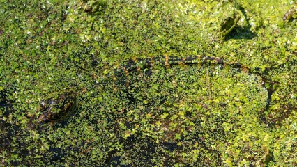 Closeup of a baby alligator playing in the swamp