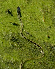 Obraz na płótnie Canvas Vertical closeup shot of a snake slithering through the algae in a preserve