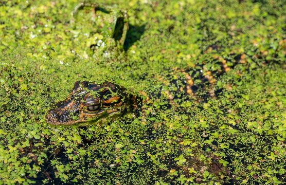 Closeup shot of a baby alligator enjoying the swamp at a preserve in Houston, Texas