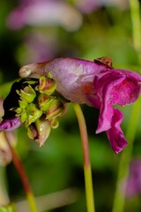 Closeup of blooming pink Impatiens glandulifera flower