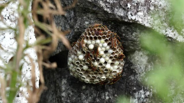Closeup shot of a wasps hive under a rock