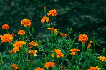 Closeup shot of orange marigold blooming in garden