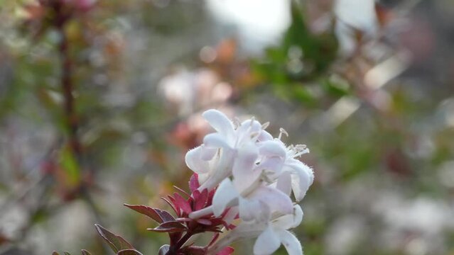 Closeup shot of Chinese abelia flower blooming in a garden