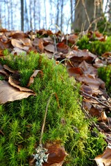 Moss-covered rock in the middle of a forest with leaves