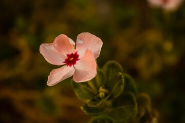 Closeup of blooming pink Catharanthus isolated in blurred background