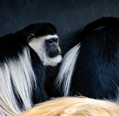 Closeup shot of a gray colobus monkey on a dark background
