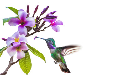 Hummingbird Flying to suck nectar from purple frangipani flowers on a branch, Isolated on transparent background.