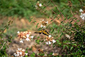 Eastern tiger swallowtail (Papilio glaucus) on a flower stem on natural background