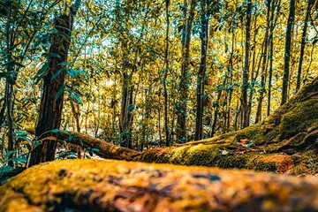 Beautiful shot of the green trees in the woods at Brisbane Water National Park in NSW, Australia