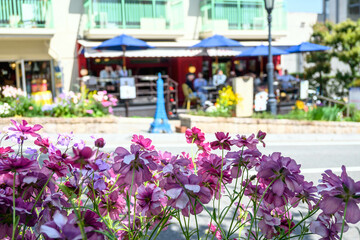 花で彩られた神戸三宮の街角。北野坂で撮影