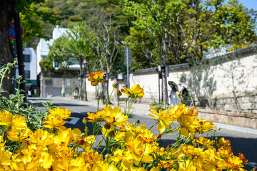 花で彩られた神戸三宮の街角。北野坂で撮影